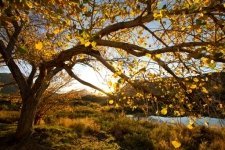 Plant trees to future-proof against disease
