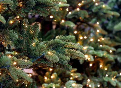 Top 7 Christmas trees (Christmas)