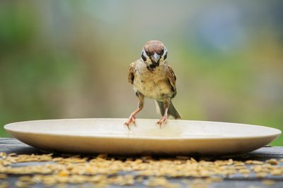 6 common bird feeding mistakes you need to avoid (Garden Wildlife)