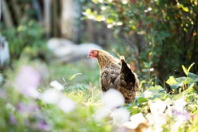 Why raising chickens is good for your garden (Gardening)