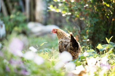 Why raising chickens is good for your garden