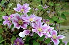 Get your creepers under control (Plants, Trees, & Flowers)