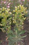Gardeners' World Episode 8