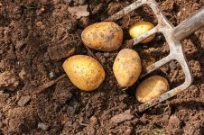 Harvest container-grown potatoes (Kitchen Garden)
