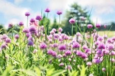 Plant a row of chives (Kitchen Garden)