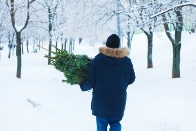 5 useful tips to help you choose the perfect Christmas tree (Christmas)