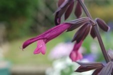 Look out for the new must-have star plant (Plants, Trees, & Flowers)