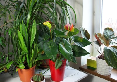 How to give your home an innovative look with indoor plants