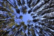 November's plants of the month are trees (Plants, Trees, & Flowers)