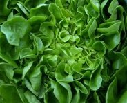 Grow winter salads (Kitchen Garden)