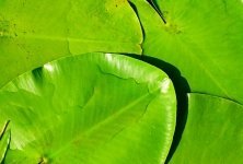 Gardeners' World Episode 10