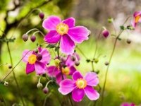 September's plant of the month is the Japanese anemone (Plants, Trees, & Flowers)