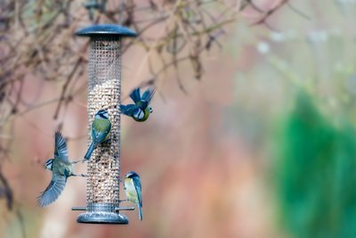 How to feed birds in your backyard?