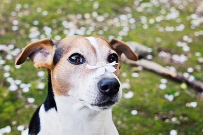 Protect your pets from springtime allergies - 5 useful tips (Garden Wildlife)
