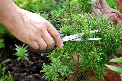 5 effective tips to grow herbs in your garden (Kitchen Garden)