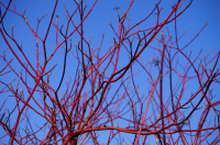 Prune coloured dogwoods (Plants, Trees, & Flowers)