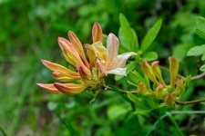 The plant of the month for April is the rhododendron (Plants, Trees, & Flowers)