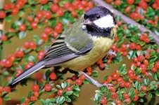 Avian pox hits garden birds