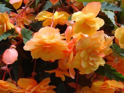 9 plants that grow well in hanging baskets