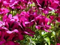 Bring in pelargoniums for the winter (Plants, Trees, & Flowers)