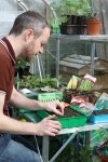 Sow tender vegetables