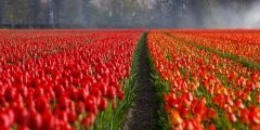 Plant tulips (Plants, Trees, & Flowers)