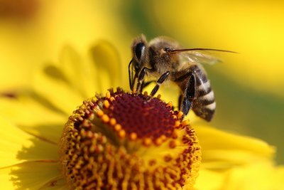 Help save bees with gardening (Garden Wildlife)