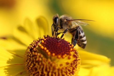 Help save bees with gardening