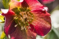 January's plant of the month is the hellebore (Plants, Trees, & Flowers)