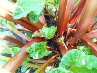 Plant rhubarb crowns (Kitchen Garden)