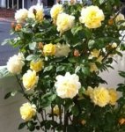 Plant of the Week - Roses