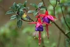 Prune hardy fuchsias (Plants, Trees, & Flowers)