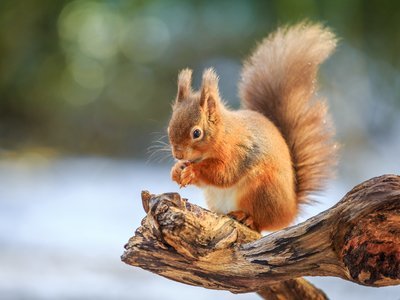 5 ways to keep squirrels away from your garden