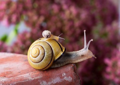 How to get rid of slugs and snails (Garden Wildlife)