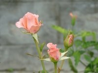 Prune your roses (Plants, Trees, & Flowers)