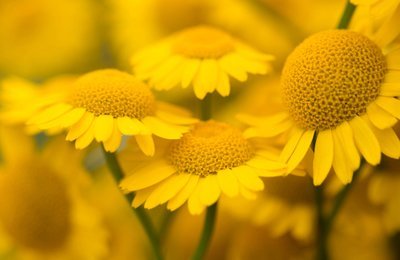 6 drought tolerant plants