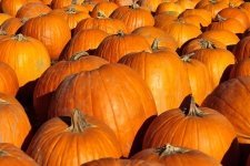 Ripen your pumpkins (Kitchen Garden)