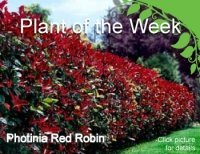 Red Robin Rhs Red Robin | Garden Centre Guide