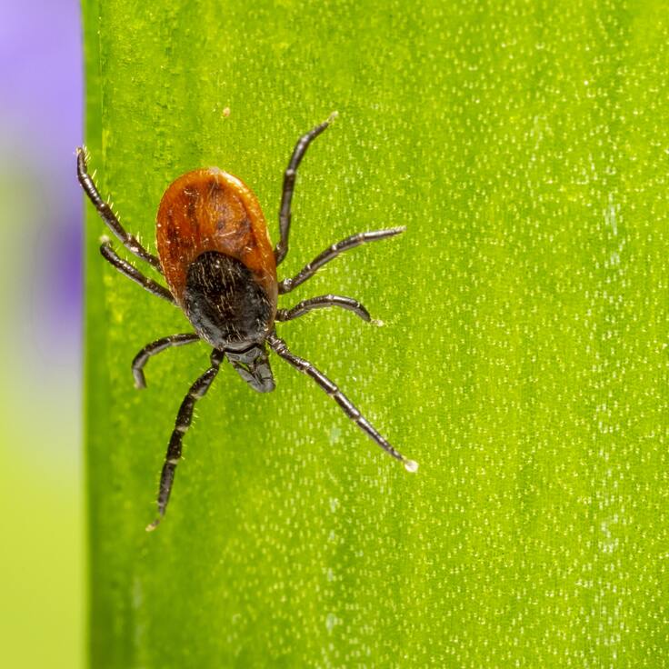 Essential Tick Prevention Tips (Garden Wildlife)