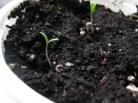 Test your soil (Soil & Plant Cultivation)