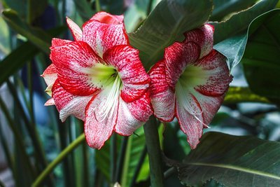 Fill your home with huge flower trumpet amaryllis blooms (Plants, Trees, & Flowers)