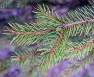 October's plants of the month are conifers (Plants, Trees, & Flowers)