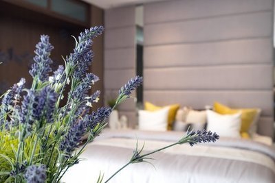 7 plants to keep in your bedroom
