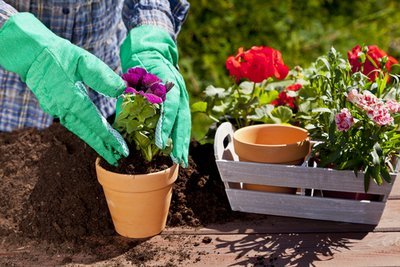 5 easy tips for beginners to make your garden more attractive (Gardening)