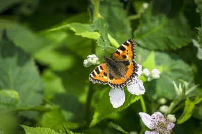 4 clever ways to attract birds and butterflies to your garden