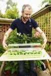 Take cuttings from osteospermums