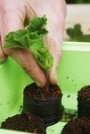Bedding plants for free