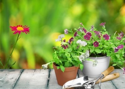 Container gardening - Common myths debunked