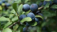 Plant an edible hedge (Plants, Trees, & Flowers)