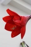 Pot up an amaryllis bulb